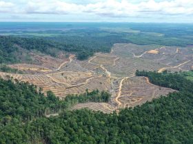 Spot deforestasi dalam konsesi PT Mayawana Persada di Kalimantan Barat. (Foto: Auriga Nusantara)