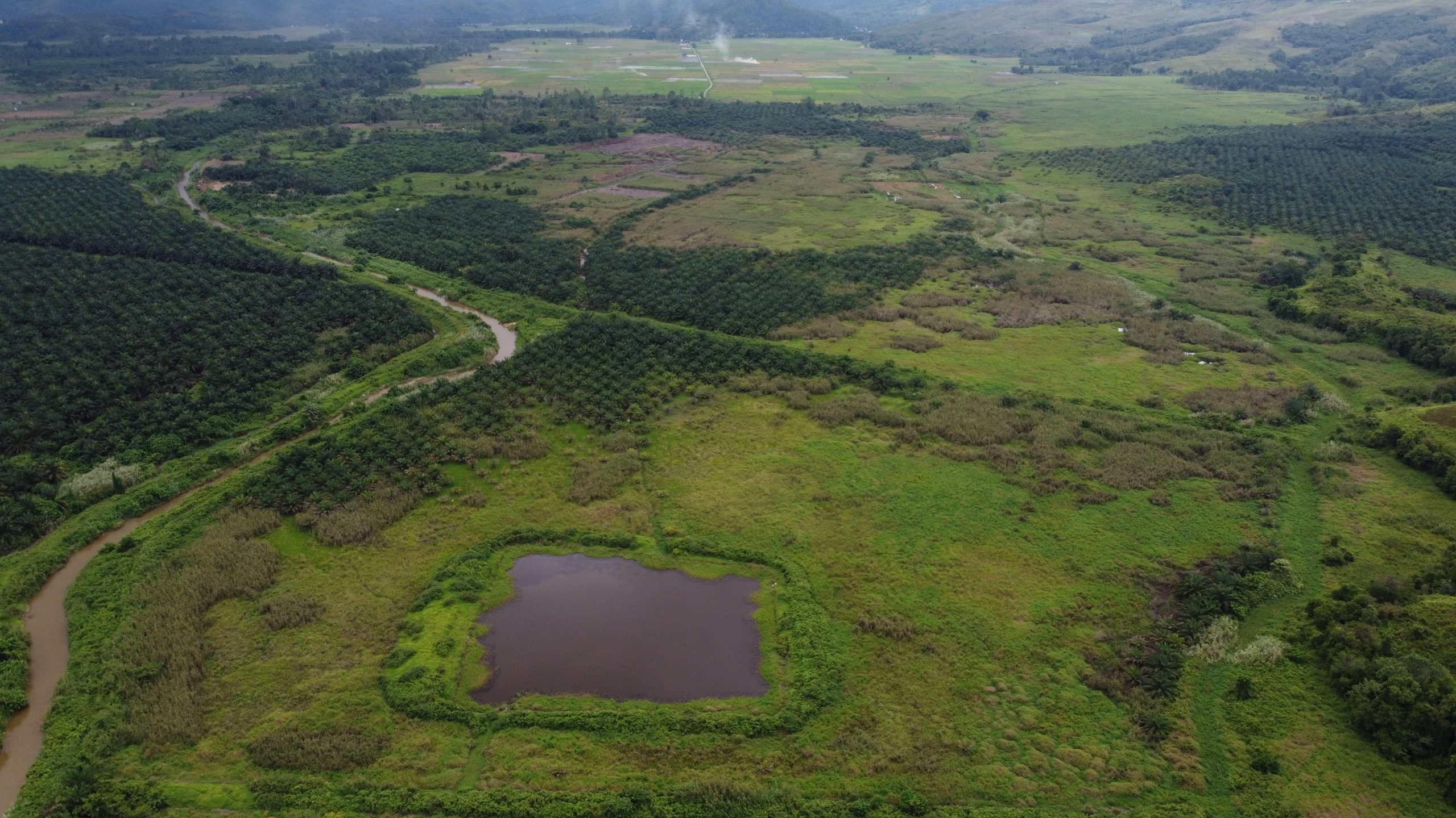 Kondisi Danau Toju yang sudah kering dan dikelilingi perkebunan sawit milik PT. Sawit Jaya Abadi 2 yang berada di Kecamatan Pamona Timur, Kabupaten Poso, Sulawesi Tengah. (Foto: Sarjan Lahay)