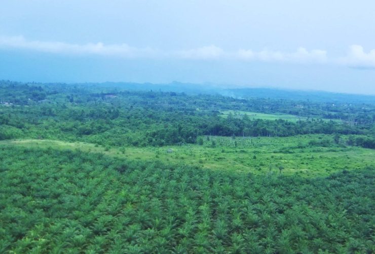 ‘Hutan’ sawit di SM Bakiriang. Kawasan konservasi yang seharusnya berisi bermacam kekayaan flora ini malah jadi tanaman monokultur, sawit (Foto: Sarjan Lahay/ Mongabay Indonesia)