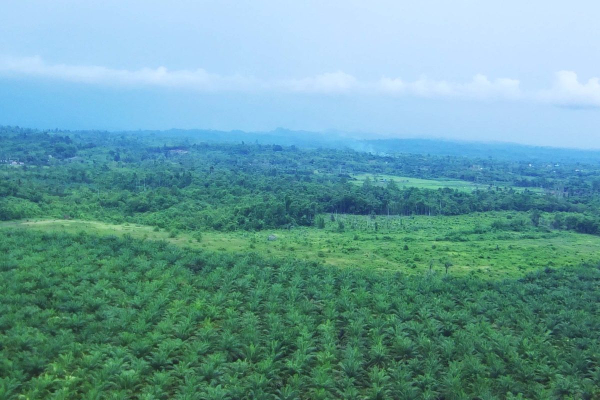 ‘Hutan’ sawit di SM Bakiriang. Kawasan konservasi yang seharusnya berisi bermacam kekayaan flora ini malah jadi tanaman monokultur, sawit (Foto: Sarjan Lahay/ Mongabay Indonesia)