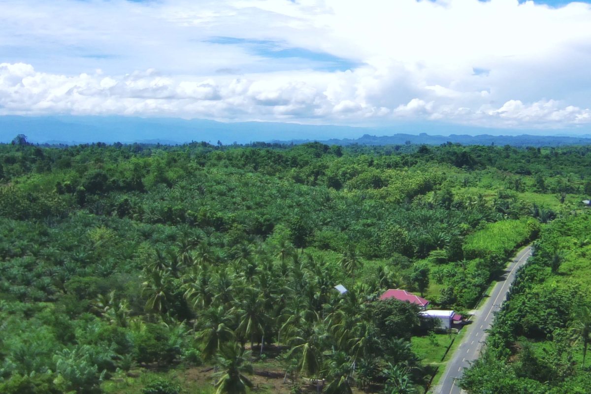 SM Bakiriang, dengan kebun sawit di sana sini. (Foto drone: Sarjan Lahay/ Mongabay Indonesia)