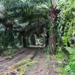 Kondisi miris, kawasan konservasi, Suaka Margasatwa Bakiriang, malah banyak kebun sawit. (Foto: Sarjan Lahay/ Mongabay Indonesia)