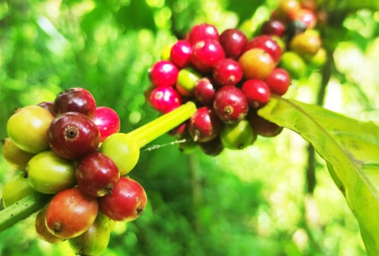 Buah kopi yang sudah memerah dan siap petik. (Foto: Sarjan Lahay/Mongbay Indonesia)