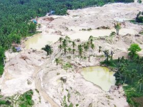 Nasib Cagar Alam Panua, terbabat tambang emas ilegal. (Foto: Sarjan Lahay. Mongabay Indonesia)