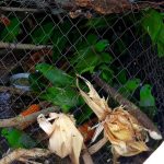 Burung-burung dilindungi sitaaan. Ada 40 burung, empat mati, satu sakit dan 35 lepas liar ke habitatnya. Foto: BKSDA