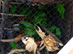 Burung-burung dilindungi sitaaan. Ada 40 burung, empat mati, satu sakit dan 35 lepas liar ke habitatnya. Foto: BKSDA