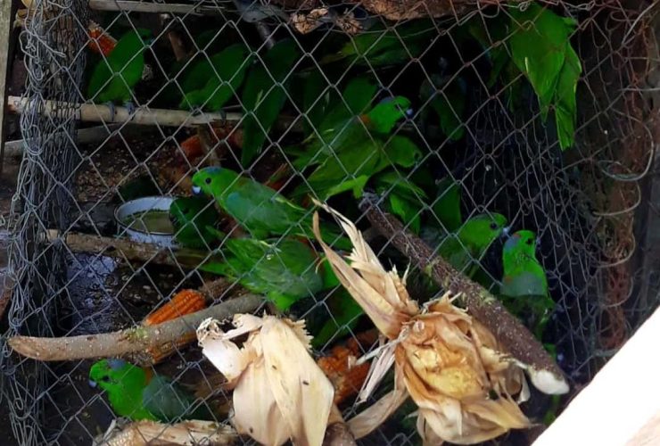 Burung-burung dilindungi sitaaan. Ada 40 burung, empat mati, satu sakit dan 35 lepas liar ke habitatnya. Foto: BKSDA