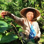 Oma Jau sedang petik kopi Dulamayo. Foto: Kopi Dulamayi, jadi salah satu tanaman mitigasi bencana di daerah ini. Foto: (Sarjan Lahay/ Mongabay Indonesia)