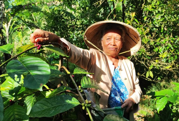 Oma Jau sedang petik kopi Dulamayo. Foto: Kopi Dulamayi, jadi salah satu tanaman mitigasi bencana di daerah ini. Foto: (Sarjan Lahay/ Mongabay Indonesia)