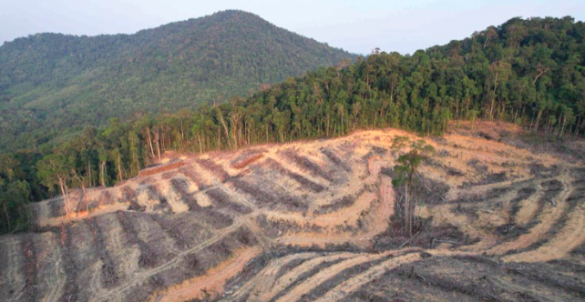 Gambar udara pembukaan hutan alam di dalam konsesi kebun kayu pulp PT Mayawana Persada, Agustus 2023 (Foto: Greenpeace Indonesia)