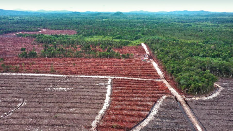 Gambar udara yang menunjukkan luasnya deforestasi di hutan alam dalam konsesi kayu pulp PT Mayawana Persada pada Juli 2023 (Foto: Auriga Nusantara)