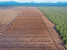 Gambar udara yang menunjukkan luasnya deforestasi di lahan gambut yang kaya karbon dalam konsesi kayu pulp PT Mayawana Persada Juli 2023, (Foto: Auriga Nusantara)