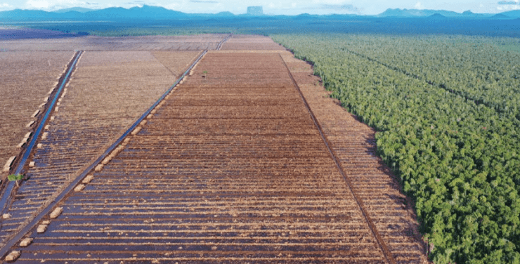 Gambar udara yang menunjukkan luasnya deforestasi di lahan gambut yang kaya karbon dalam konsesi kayu pulp PT Mayawana Persada Juli 2023, (Foto: Auriga Nusantara)