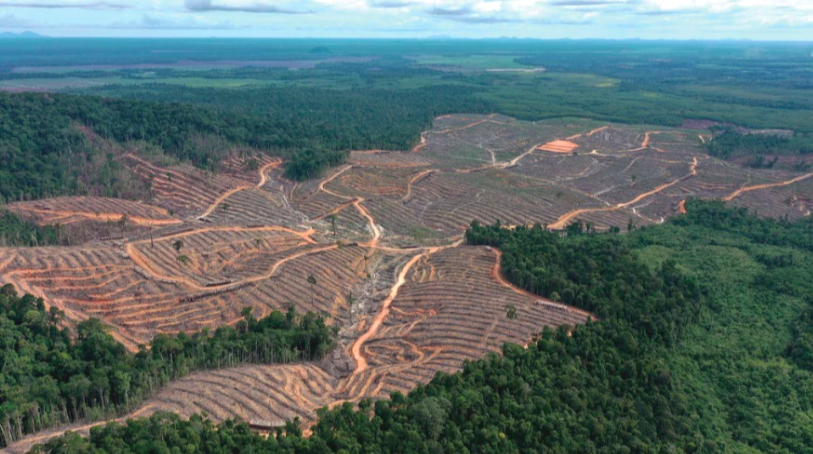 Kegiatan pembukaan hutan di konsesi PT Mayawana Persada untuk penyiapan lahan perkebunan kayu pulp skala industri, Juli 2023 (Foto: Auriga Nusantara)