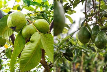 Pohon Alpukat & Pohon Jambu Bisi Berperan Sebagai Keberlanjutan Lingkungan. Sumber Foto JolalJogja.com