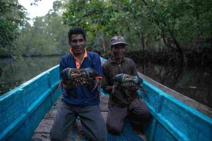 Masyarakat Kepulauan Aru sedang memegang kepiting bakau. (Foto: FWI).