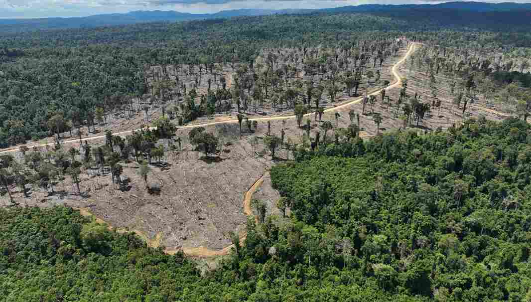 Hutan tropis dibabat PT Indosubur Sukses Makmur di Kalimantan Timur, Januari 2025. Foto: Auriga/Earthsight