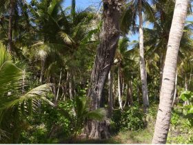 Hutan Lebat di Pulau Masela, Maluku Barat Daya. (Foto: Alin Rahma Yuliani)