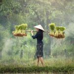 ilustrasi petani yang sedang memenuhi pangan mereka. Gambar oleh Sasin Tipchai dari Pixabay