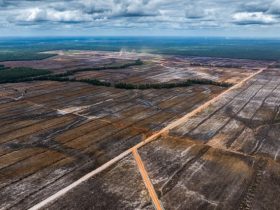 Pemandangan udara pembukaan hutan dan pembangunan perkebunan tebu PT Global Papua Abadi (GPA) di Desa Senayu, Distruk Sermayam, Kabupaten Merauke, Provinsi Papua Selatan pada 18 September 2025. (Ulet Ifansasti/Greenpeace)