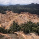 Hutan Alam yang diduga ditebang di wilayah konsesi PT BTL dan PT IGL. (Foto: FWI)