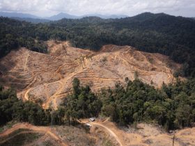 Hutan Alam yang diduga ditebang di wilayah konsesi PT BTL dan PT IGL. (Foto: FWI)