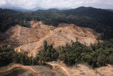 Hutan Alam yang diduga ditebang di wilayah konsesi PT BTL dan PT IGL. (Foto: FWI)