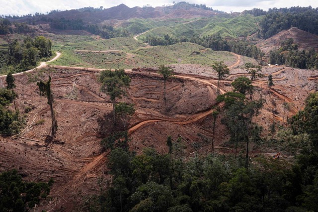 Kondisi Hutan yang ada di wilayah konsesi PT BTL dan PT IGL. (Foto: FWI)