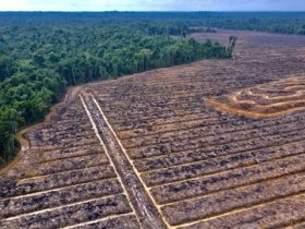 Pembukaan Hutan Alam di Papua untuk Proyek Strategis Nasiona. (Foto: Yayasan Pusaka)