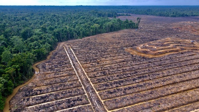 Pembukaan Hutan Alam di Papua untuk Proyek Strategis Nasiona. (Foto: Yayasan Pusaka)