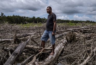 Seorang warga Papua sedang melihat wilayah hutan yang telah ditebang untuk kepentingan PSN. (Foto: Yayasan Pusaka)