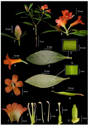 A: batang berbunga; B: perbungaan setengah tegak; C: tunas bunga; D: daun bagian atas; E: tangkai daun bersisik; F: daun bagian bawah bersisik; G: sisik daun bawah; H: mahkota corong sempit; I: lobus mahkota dan posisi benang sari; J: mahkota bagian dalam; K: benang sari dan putik; L: benang sari; M: putik; N: buah belum matang; O: ovarium bersisik longgar (difoto oleh Zulfadli).