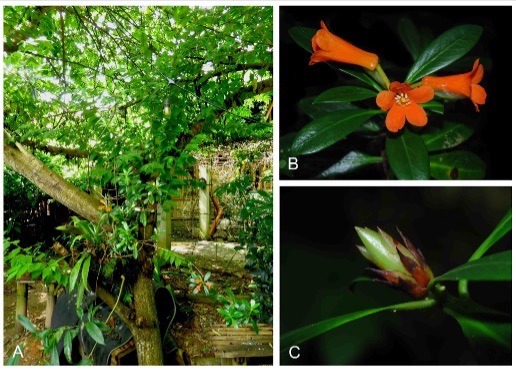 Gambar A. *Rhododendron yombuwurii* yang tumbuh subur dan berbunga sebagai epifit di bawah kanopi pohon kecil di Tentena, Sulawesi Tengah; B. bahan segar dari spesimen tipe PWH1635; C. tunas bunga *Rhododendron yombuwurii* (foto oleh P.W.K. Hutabarat).