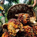 Buruh kebun sawit sedang menuangkan sawit. Foto: James/ Mongabay.com