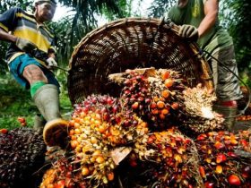 Buruh kebun sawit sedang menuangkan sawit. Foto: James/ Mongabay.com