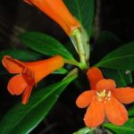 Spesies baru Rhododendron berbunga oranye di Pegunungan Tokorondo, Poso. (Foto: Tim Peneliti)
