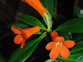 Spesies baru Rhododendron berbunga oranye di Pegunungan Tokorondo, Poso. (Foto: Tim Peneliti)