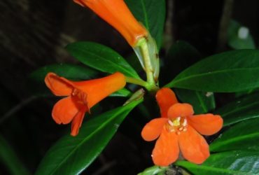 Spesies baru Rhododendron berbunga oranye di Pegunungan Tokorondo, Poso. (Foto: Tim Peneliti)