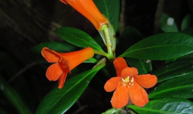 Spesies baru Rhododendron berbunga oranye di Pegunungan Tokorondo, Poso. (Foto: Tim Peneliti)