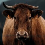 Gambar oleh Avelino Calvar Martinez dari Pixabay
