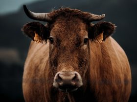 Gambar oleh Avelino Calvar Martinez dari Pixabay