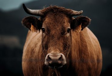 Gambar oleh Avelino Calvar Martinez dari Pixabay