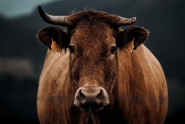 Gambar oleh Avelino Calvar Martinez dari Pixabay