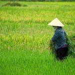 Petani sedang memanen padi. (Sumber foto: Pixabay.com)