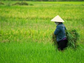 Petani sedang memanen padi. (Sumber foto: Pixabay.com)
