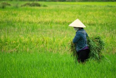Petani sedang memanen padi. (Sumber foto: Pixabay.com)