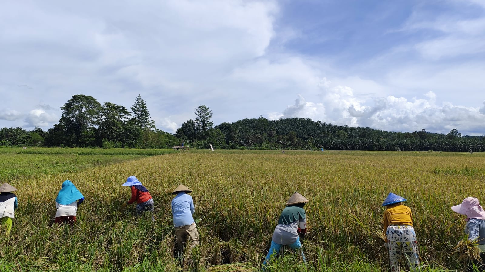 Petani di Desa Winangun sedang memanen pagi mereka. (Foto: Jaga Desa)