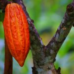 Kakao Indonesia. Gambar oleh Maliflac dari Pixabay