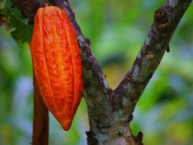 Kakao Indonesia. Gambar oleh Maliflac dari Pixabay