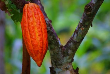 Kakao Indonesia. Gambar oleh Maliflac dari Pixabay